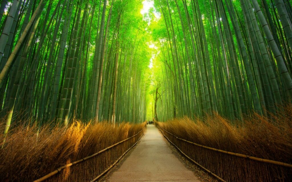 bamboo forest