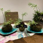Moss Ball Planter photo review