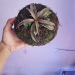 Moss Ball Planter photo review