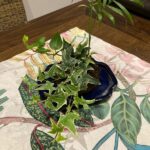 Moss Ball Planter photo review