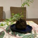 Moss Ball Planter photo review