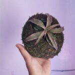 Moss Ball Planter photo review