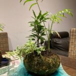 Moss Ball Planter photo review
