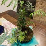 Moss Ball Planter photo review