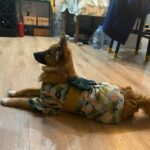 Dog Kimono photo review