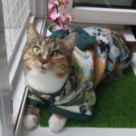 Dog Kimono photo review