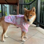 Dog Kimono photo review