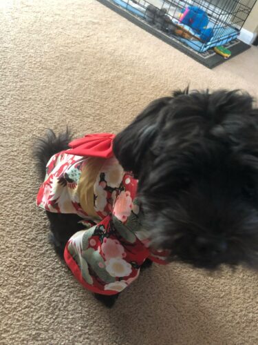 Dog Kimono photo review