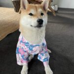Dog Kimono photo review