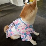 Dog Kimono photo review