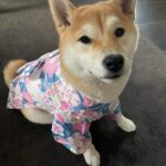 Dog Kimono photo review