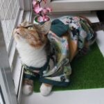 Dog Kimono photo review