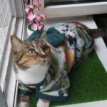 Dog Kimono photo review