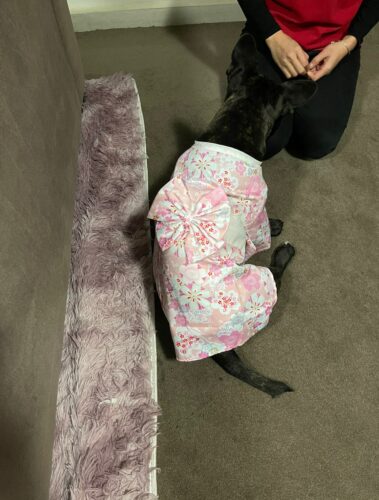 Dog Kimono photo review