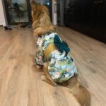 Dog Kimono photo review