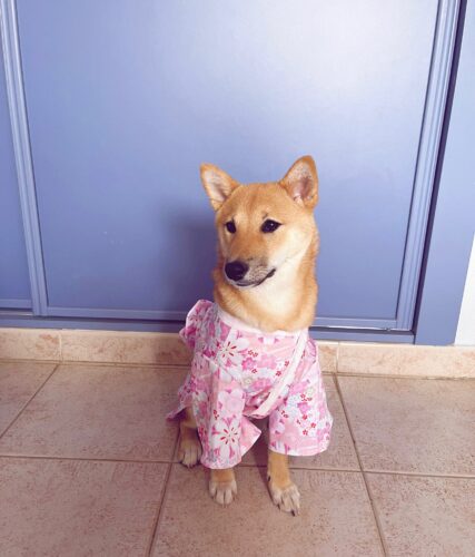 Dog Kimono photo review