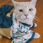 Dog Kimono photo review