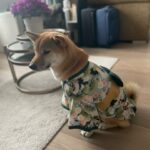 Dog Kimono photo review