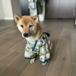 Dog Kimono photo review