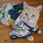 Dog Kimono photo review