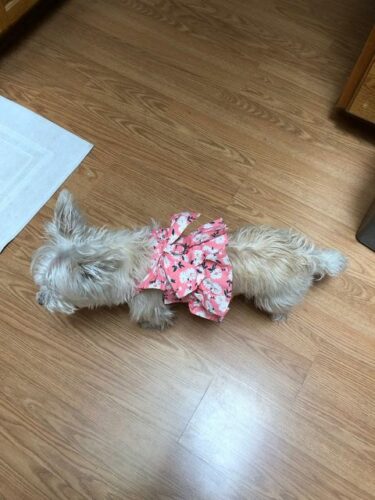 Dog Kimono photo review