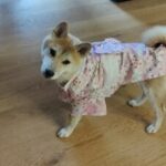 Dog Kimono photo review
