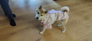 Dog Kimono photo review