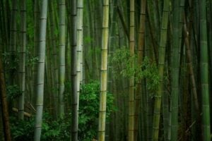 - a bamboo tree in the forest