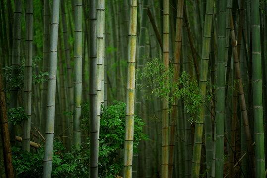 - a bamboo tree in the forest