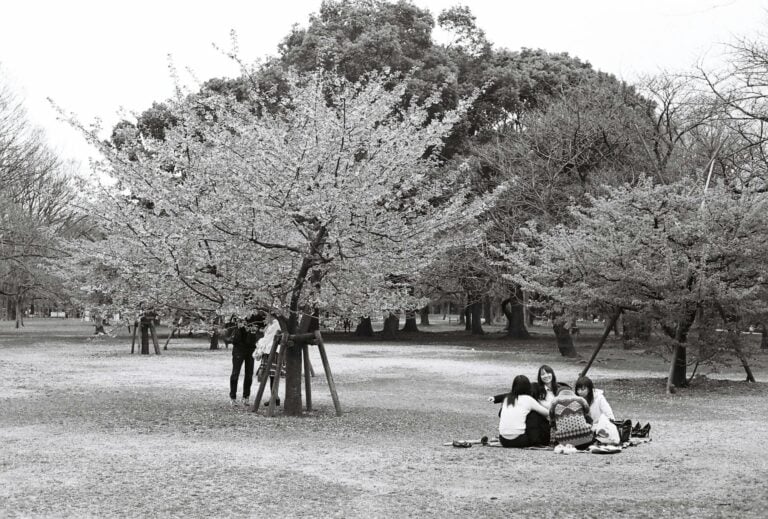 Hanami in Japan: How Cherry Blossom Viewing Works