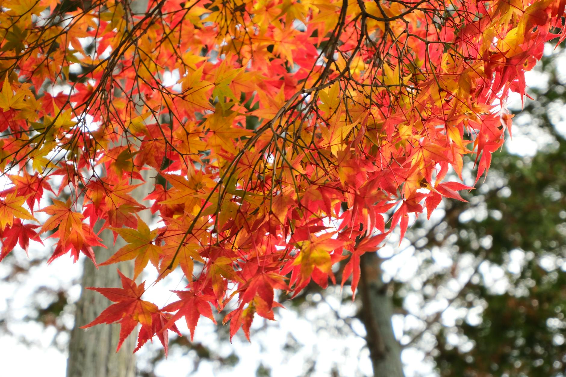 Japan in Autumn: The Best Season You’re Probably Missing